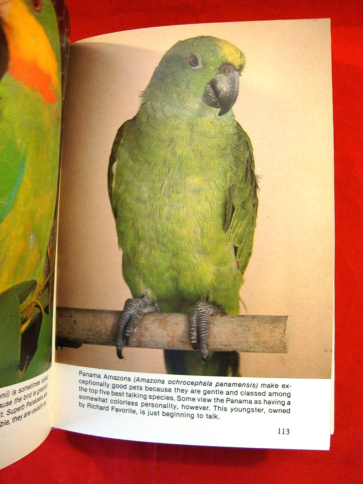TAMING AND TRAINING PARROTS By Edward J. Mulawka – Hardcover Book w/352 Pages