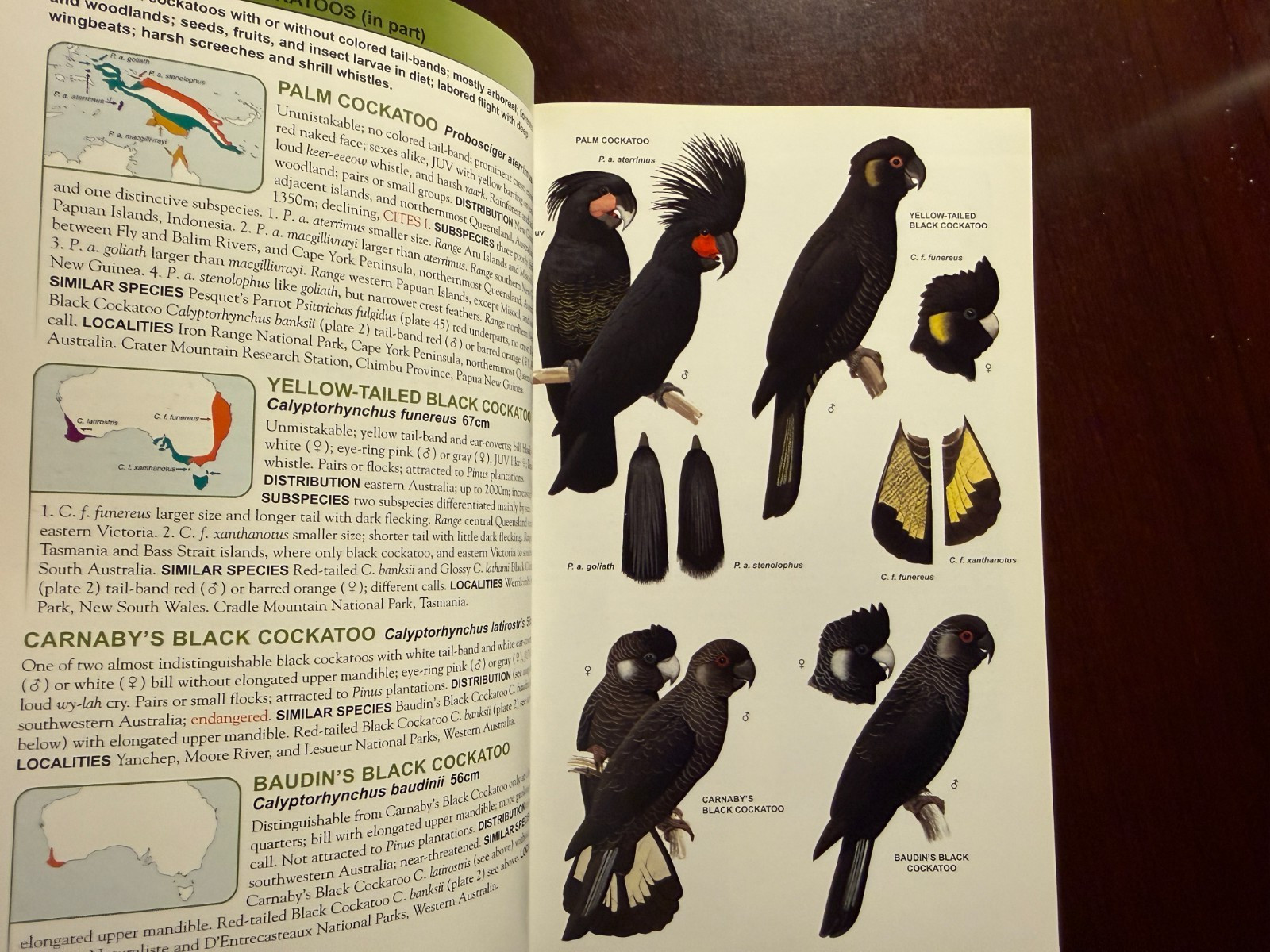 Parrots of the World (Princeton Field Guides) PB Beautifully Illustrated!