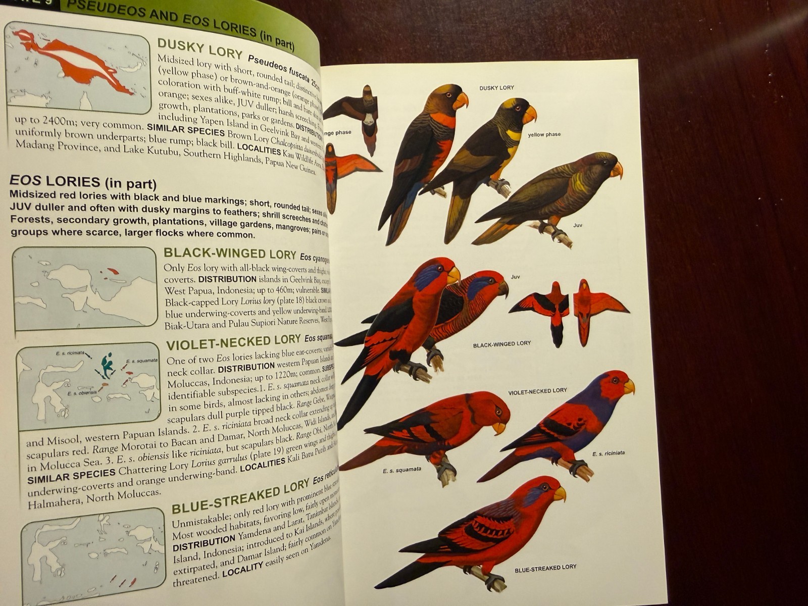 Parrots of the World (Princeton Field Guides) PB Beautifully Illustrated!